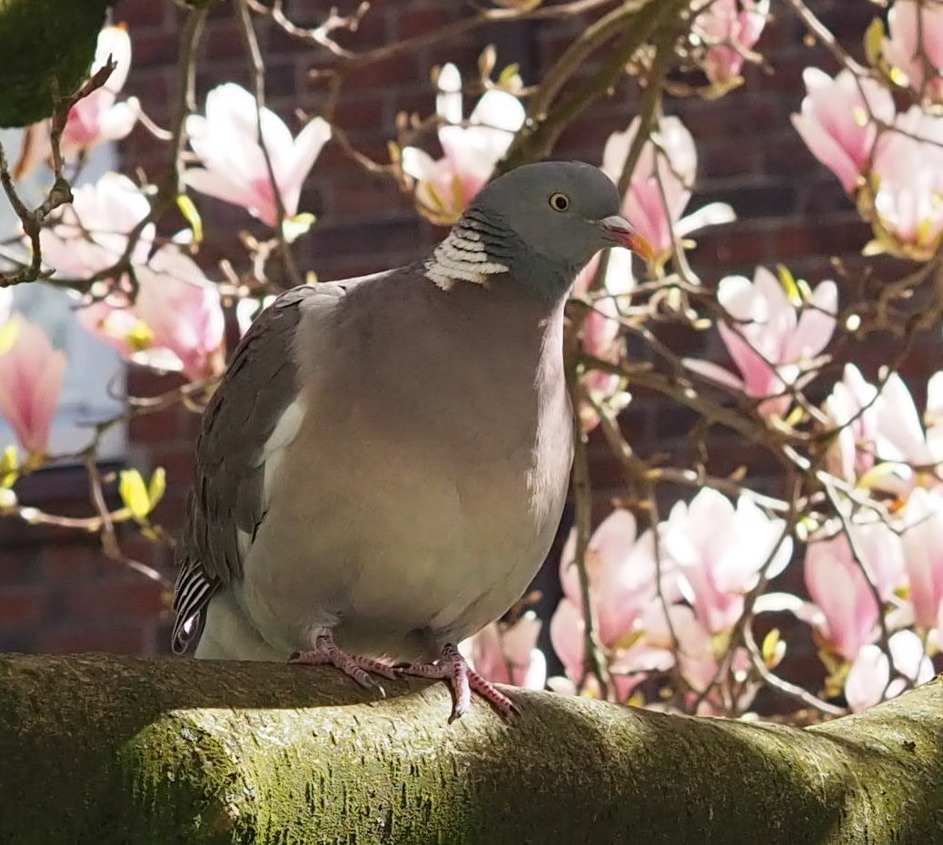 Fakten zur Stadttaube - Gandolfs Taubenfreunde Hamburg